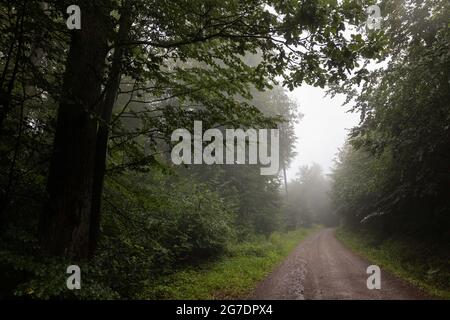 Sexau, Deutschland. Juli 2021. Nebel steht über einem Waldweg an einer Lichtung. Regen, der seit dem Vorabend und in der Nacht gefallen ist, hat dazu geführt, dass Flüsse und Bäche anschwellen und den Boden, der bereits an der Oberfläche gesättigt ist, erweichen. (To dpa: 'Die Überschwemmungsgefahr im Südwesten nimmt zu') Quelle: Philipp von Ditfurth/dpa/Alamy Live News Stockfoto