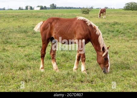 Amish Arbeitspferde, Amish Farm, zum Ziehen von Buggys verwendet, Indiana, USA, von James D. Coppinger/Dembinsky Photo Assoc Stockfoto