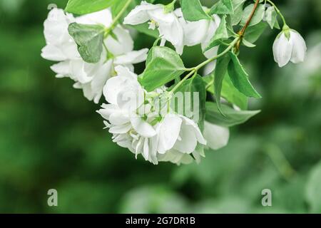 Weiße Jasminblüte nach Regen mit Wassertropfen. Nahaufnahme, selektiver Fokus Stockfoto