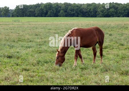 Amish Arbeitspferde, Amish Farm, zum Ziehen von Buggys verwendet, Indiana, USA, von James D. Coppinger/Dembinsky Photo Assoc Stockfoto