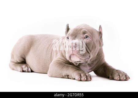 Ein violett gefärbter amerikanischer Bully-Welpe legt sich hin. Isoliert auf weißem Hintergrund, Nahaufnahme Stockfoto
