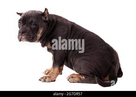 Ein Welpe der American Bully Rasse der tricolor Farbe. Eine neu geschaffene Begleithund Rasse in den Vereinigten Staaten. Isoliert auf weißem Hintergrund, c Stockfoto