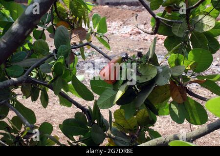 Cashew-Apfel (Anacardium occidentale) auf einem Baum in Goa (Indien) Stockfoto