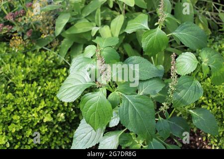 tulsi Kraut im Garten Stockfoto