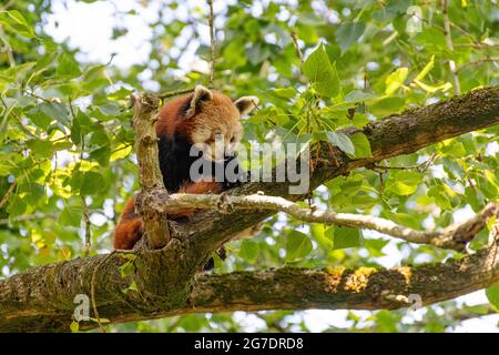 Porträt eines roten Pandas in einem Baum Stockfoto