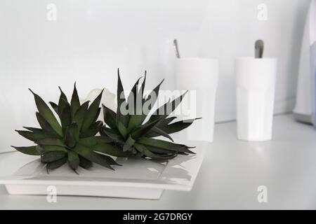 Nahaufnahme einer heimischen Pflanze mit spitzen Blättern in weißem Teller, minimalistischer Stil Stockfoto