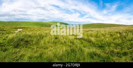 Weite Panoramasicht auf die ländliche walisische Landschaft im Elan Valley, Powys, Wales Stockfoto