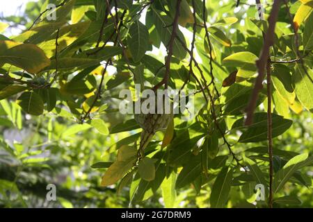 Unreifer Zuckerapfel auch Puddingapfel (Annona squamosa) auf einem Baum genannt Stockfoto