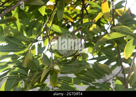 Unreifer Zuckerapfel auch Puddingapfel (Annona squamosa) auf einem Baum genannt Stockfoto