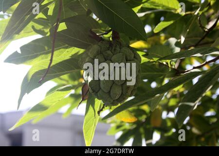 Unreifer Zuckerapfel auch Puddingapfel (Annona squamosa) auf einem Baum genannt Stockfoto