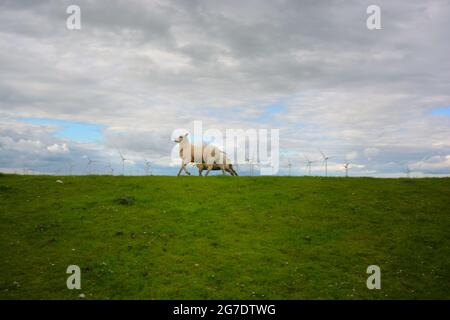 Weidende Schafe auf einer Wiese, schießen im Weitwinkel in der Nähe von Hamburger Hallig in Norddeutschland Stockfoto