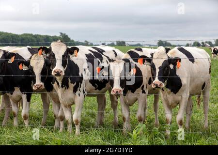 Holsteiner Kühe auf Weide, Amish Farm, Sommer, Indiana, USA, Von James D. Coppinger/Dembinsky Photo Assoc Stockfoto