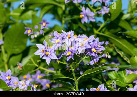 Lila Blüten von chilenischen Kartoffelbaum oder Solanum crispum Glasnevin Stockfoto