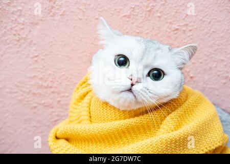 Melandionisch, schöne Katze in gelbem Strickschal nachdenklicher Look auf rosa Hintergrund. Bereit für den kalten Winter. Stockfoto