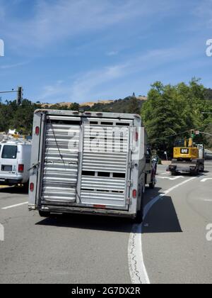 In Lafayette, Kalifornien, am 17. Mai 2021, ist ein Tieranhänger mit Ziegen für den Feuerbreak-Service Goats R US zu sehen, bei dem Ziegen zur Vegetationskontrolle und zur Absickung von Waldbränden eingesetzt werden. () Stockfoto