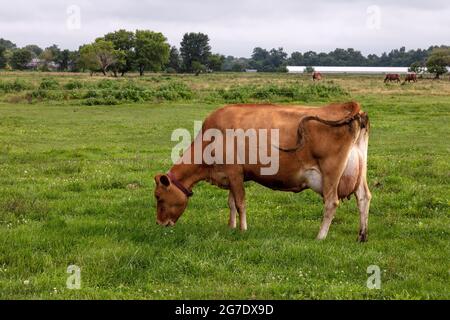 Jersey Kuh auf Weide, Amish Farm, Sommer, Indiana, USA, Von James D. Coppinger/Dembinsky Photo Assoc Stockfoto