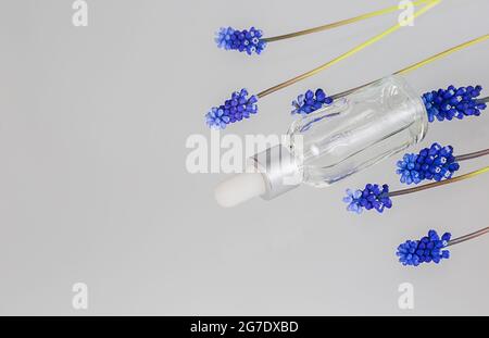 Kosmetisches Serum mit Muscari Hyazinthe-blauen Blüten auf weißem Hintergrund Stockfoto