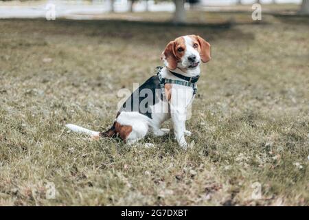 Ein entzückender Beagle-Welpe, der im Sommer mit der Kamera auf dem Gras lächelt Stockfoto