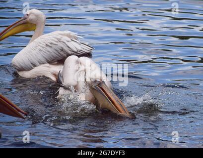 London, Großbritannien. Juli 2021. Mittagessen für die einheimischen Pelikane im St James's Park, Westminster. Sechs tolle weiße Pelikane, die frei kommen und gehen können, wie sie wollen, rufen den Park ihr Zuhause an und werden täglich vom Parkpersonal gefüttert. (Kredit: Vuk Valcic / Alamy Live News) Stockfoto