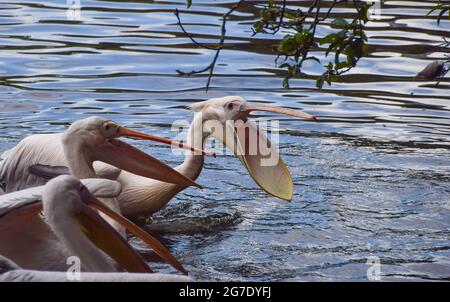 London, Großbritannien. Juli 2021. Mittagessen für die einheimischen Pelikane im St James's Park, Westminster. Sechs tolle weiße Pelikane, die frei kommen und gehen können, wie sie wollen, rufen den Park ihr Zuhause an und werden täglich vom Parkpersonal gefüttert. (Kredit: Vuk Valcic / Alamy Live News) Stockfoto