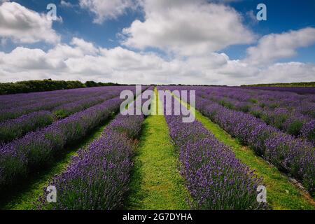 Reihen von bewirtschafteten Lavendelblüten auf einer Lavendelfarm Stockfoto