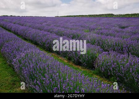 Reihen von bewirtschafteten Lavendelblüten auf einer Lavendelfarm Stockfoto