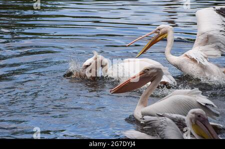 London, Großbritannien. Juli 2021. Mittagessen für die einheimischen Pelikane im St James's Park, Westminster. Sechs tolle weiße Pelikane, die frei kommen und gehen können, wie sie wollen, rufen den Park ihr Zuhause an und werden täglich vom Parkpersonal gefüttert. (Kredit: Vuk Valcic / Alamy Live News) Stockfoto