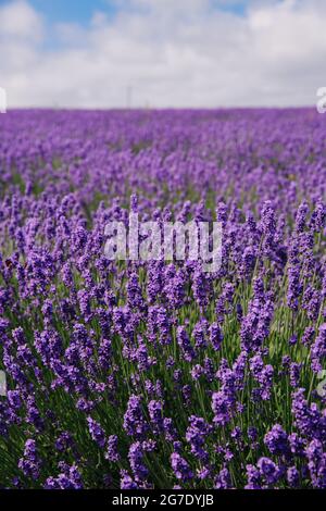 Ein Lavendelblütenfeld auf einer Lavendelfarm unter einem blauen Himmel mit Kopierfläche Stockfoto