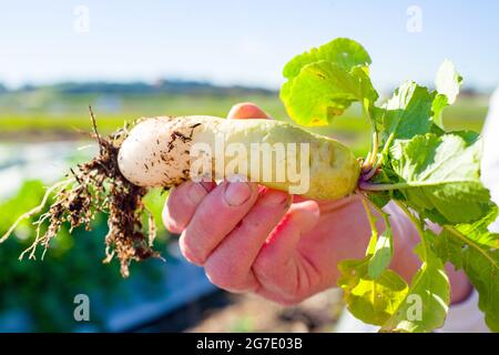 Menschliche Hand hält ein Gemüse auf der Coco San Sustainable Farm, einer Versuchsfarm, die recyceltes Wasser verwendet, um Pflanzen für lokale Schulen in Martinez, Kalifornien, anzubauen, 24. Januar 2019. () Stockfoto