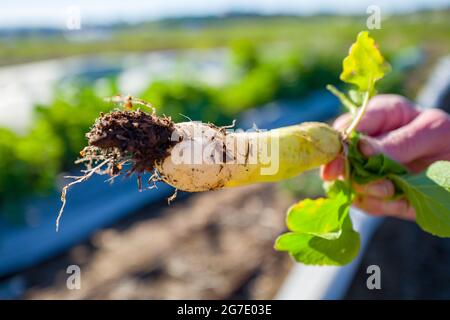 Menschliche Hand hält ein Gemüse auf der Coco San Sustainable Farm, einer Versuchsfarm, die recyceltes Wasser verwendet, um Pflanzen für lokale Schulen in Martinez, Kalifornien, anzubauen, 24. Januar 2019. () Stockfoto