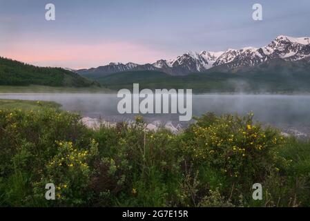 Erstaunliche zarte rosa Morgendämmerung über Bergen mit Schnee und Wald bedeckt, Nebel über dem See, Reflexionen und Sträucher von Kuril Tee (Dasiphora) auf dem Shor Stockfoto