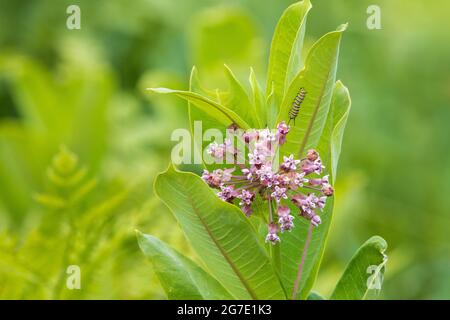 Monarch Schmetterling Raupe auf einer gewöhnlichen Milchkrautpflanze. Stockfoto