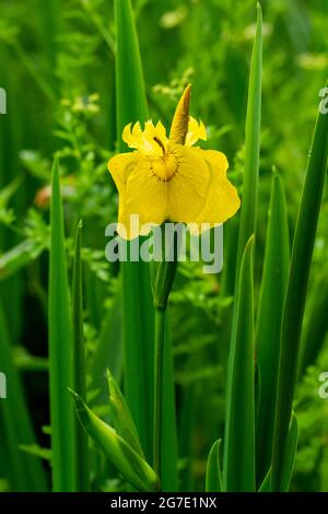Iris pseudacorus, Flag Iris blüht im späten Frühjahr Stockfoto