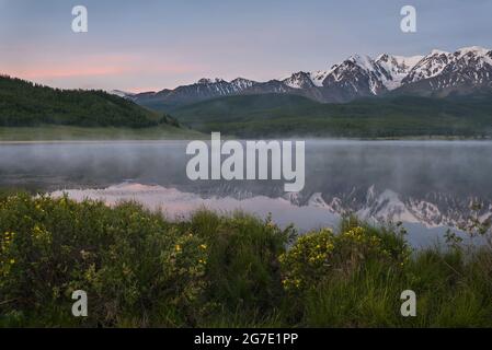 Erstaunliche zarte rosa Morgendämmerung über Bergen mit Schnee und Wald bedeckt, Nebel über dem See, Reflexionen und Sträucher von Kuril Tee (Dasiphora) auf dem Shor Stockfoto