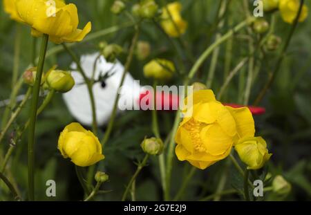 Nahaufnahme von Trollius europaeus, der Globeflower. Rot-weiße Dekoration, Holzvögel im Garten. Stockfoto