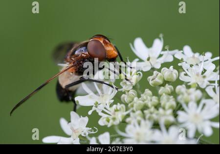 Nahaufnahme einer Schwebefliege, einer Pelluziden-Fliege (Volucella pellucens), die Nektar auf einer weißen Wildblume trinkt Stockfoto