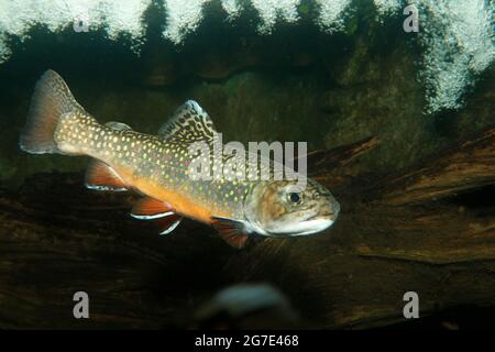 Atlantischer Lachs, Salmensalar Stockfoto