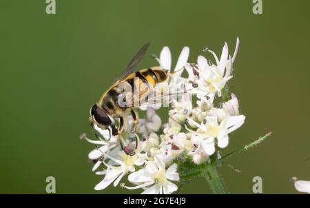 Myathropa florea auf der Flosse der Hogweed in Lanarkshire, Schottland Stockfoto