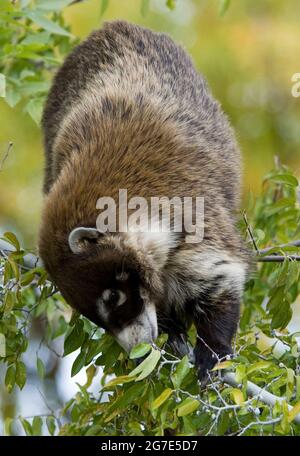 White-gerochene Nasenbär, Nasua narica Stockfoto