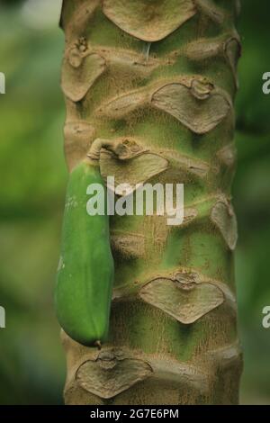 Aus der Mitte des Papaya-Baumes ist eine kleine Papaya geformt Stockfoto