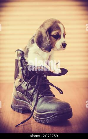 Süße Beagle Welpen in einem Boot sitzen Stockfoto