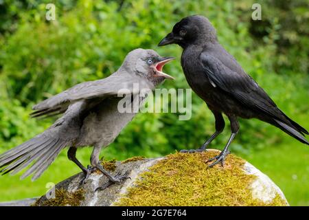 Dohlen (Corvus monedula). Beide Jungtiere des Jahres, aus verschiedenen Nestern. Graue Mutation, abwegig, Vogel links, Annahme einer Bettelhaltung gefüttert werden Stockfoto