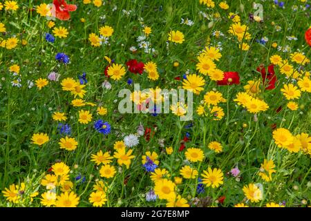 Gemischte Wildblumen, die in einem Grasstreifen am Straßenrand in Baildon, Yorkshire, England wachsen. Stockfoto