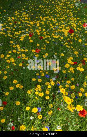 Gemischte Wildblumen, die in einem Grasstreifen am Straßenrand in Baildon, Yorkshire, England wachsen. Stockfoto