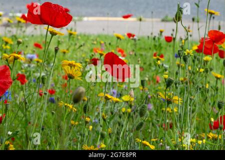 Gemischte Wildblumen, die in einem Grasstreifen am Straßenrand in Baildon, Yorkshire, England wachsen. Stockfoto