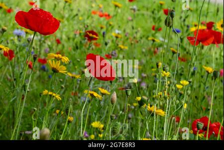 Gemischte Wildblumen, die in einem Grasstreifen am Straßenrand in Baildon, Yorkshire, England wachsen. Stockfoto