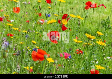 Gemischte Wildblumen, die in einem Grasstreifen am Straßenrand in Baildon, Yorkshire, England wachsen. Stockfoto