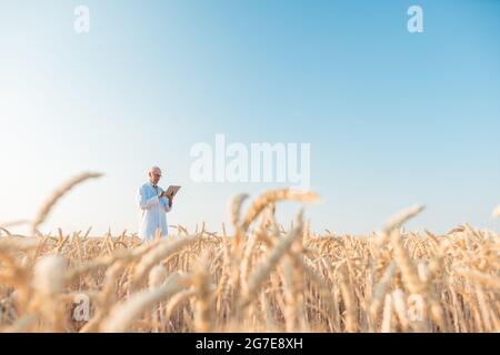 Agrarwissenschaftler, der Forschung in Korntest Feld Tracking-Daten, Weitwinkel Stockfoto