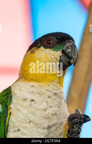 Ein Schwarzkopfpapagei (Pionites melanocephalus) aus der Nähe (Portraitansicht). Stockfoto