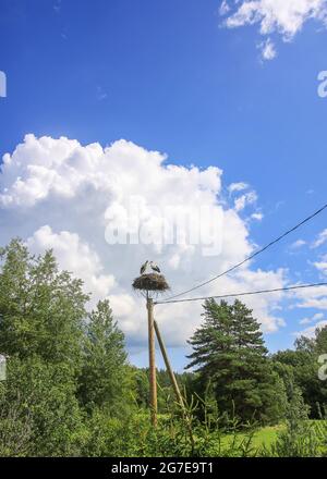 Sommerlandschaft in Lettland, Osteuropa. Storch brütet auf dem Pfosten Stockfoto